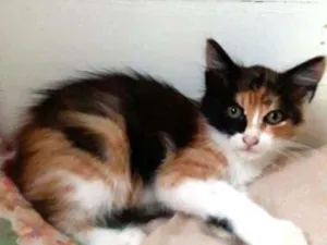 Gato raça Srd idade 2 a 6 meses nome Uriah