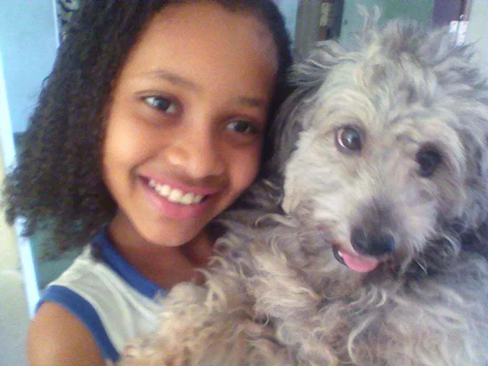 Cachorro raça Pudoo idade 5 anos nome Bidu