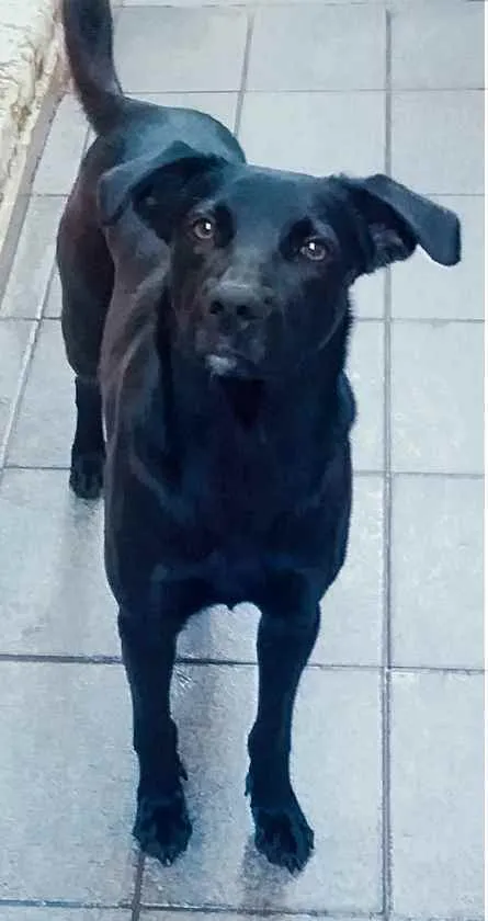 Cachorro ra a Labrador fujão idade 7 a 11 meses nome Negrão 