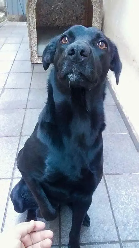 Cachorro ra a Labrador fujão idade 7 a 11 meses nome Negrão 