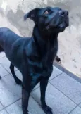 Negrão 