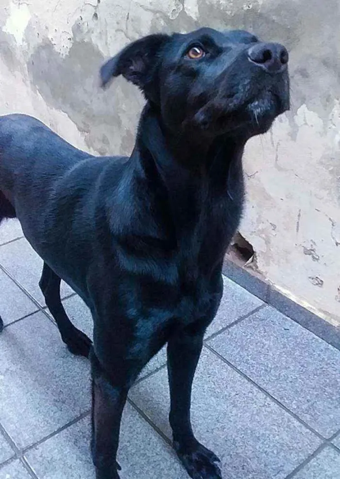 Cachorro ra a Labrador fujão idade 7 a 11 meses nome Negrão 
