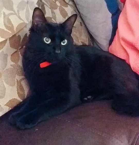 Gato ra a Misturada idade 1 ano nome Neguinha
