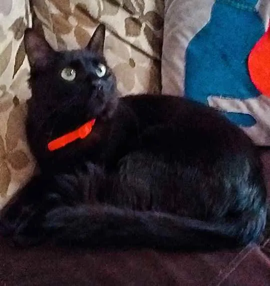 Gato ra a Misturada idade 1 ano nome Neguinha