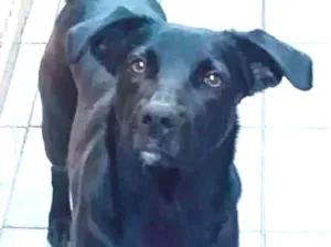 Cachorro raça Labrador fujão idade 7 a 11 meses nome Negrão 