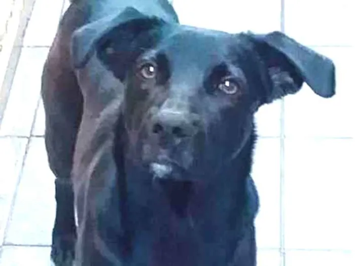 Cachorro ra a Labrador fujão idade 7 a 11 meses nome Negrão 