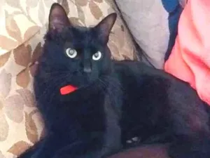 Gato raça Misturada idade 1 ano nome Neguinha