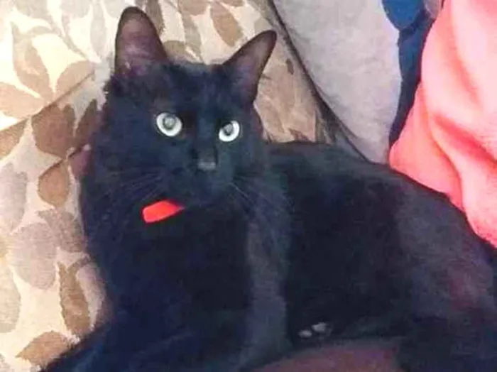 Gato ra a Misturada idade 1 ano nome Neguinha