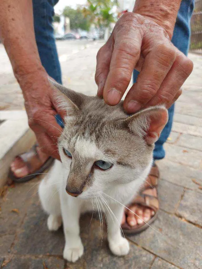 Gato raça Srd idade 1 ano nome Dengoso