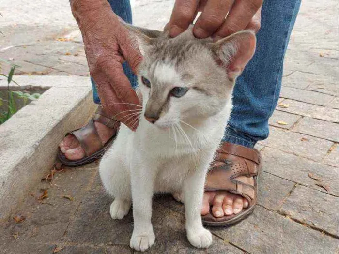 Gato raça Srd idade 1 ano nome Dengoso