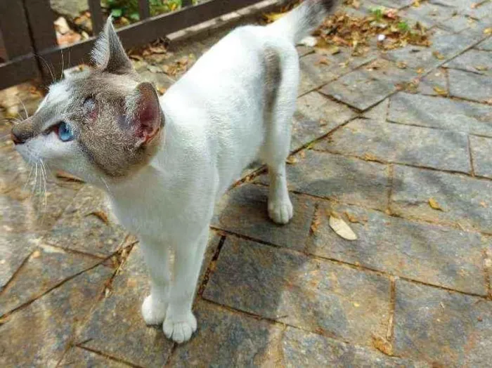 Gato raça Srd idade 1 ano nome Dengoso