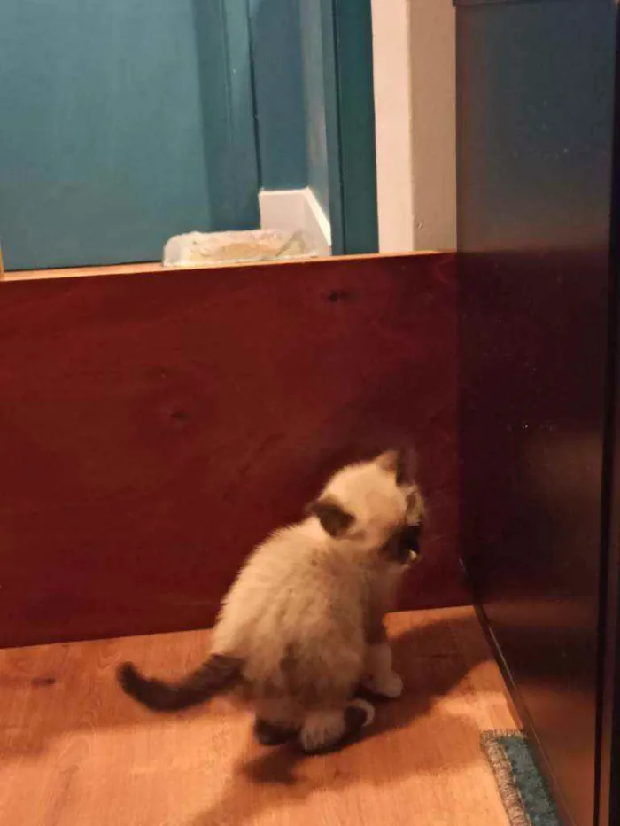 Gato raça  idade 2 a 6 meses nome Sem nome