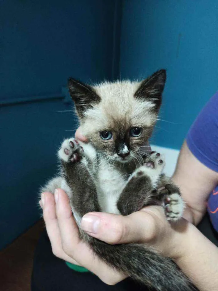 Gato raça  idade 2 a 6 meses nome Sem nome