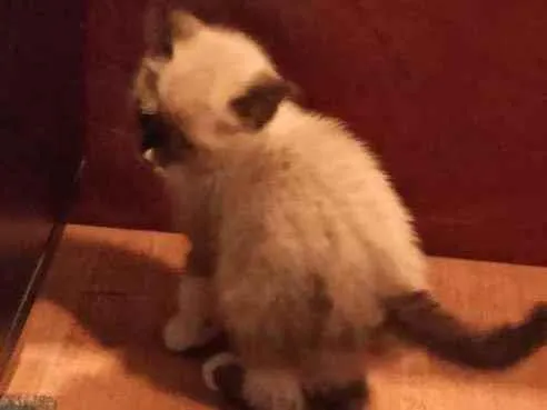 Gato raça  idade 2 a 6 meses nome Sem nome