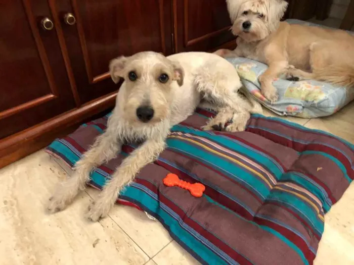 Cachorro ra a Mix  Fox Terrier pelo Duro idade 1 ano nome Denis