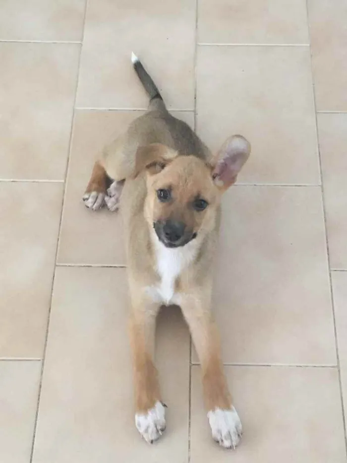 Cachorro raça Vira lata idade 2 a 6 meses nome Sem nome