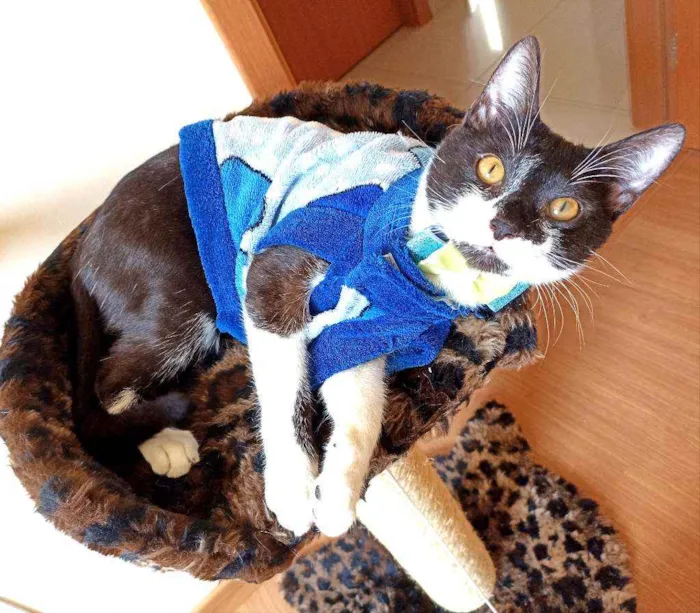 Gato ra a Srd idade 7 a 11 meses nome Julio 