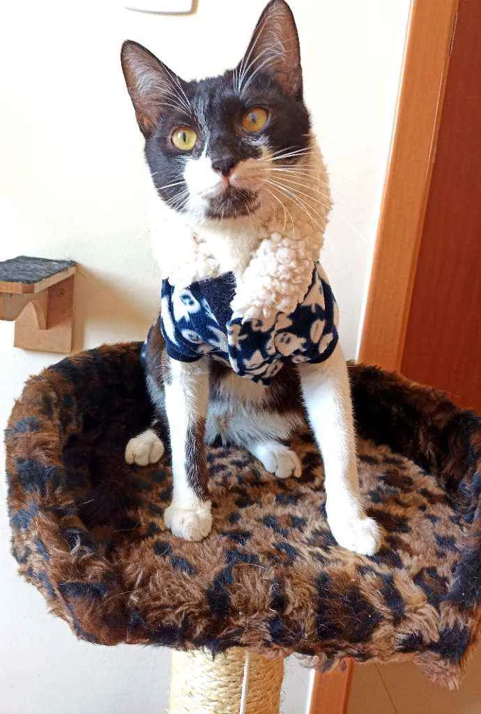 Gato ra a Srd idade 7 a 11 meses nome Julio 