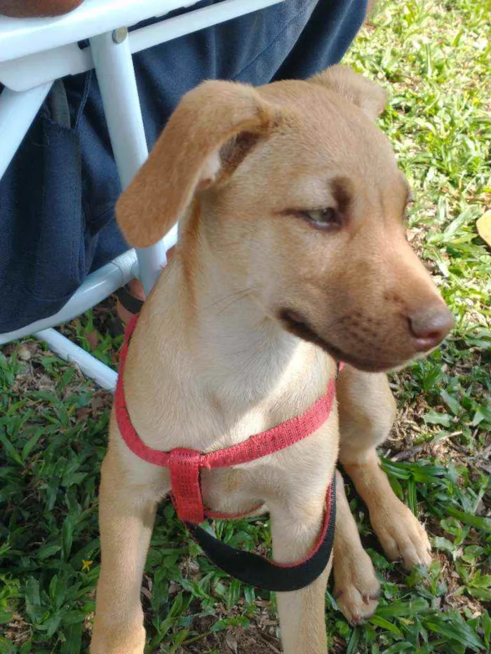 Cachorro ra a Vira-lata idade 2 a 6 meses nome Aurora