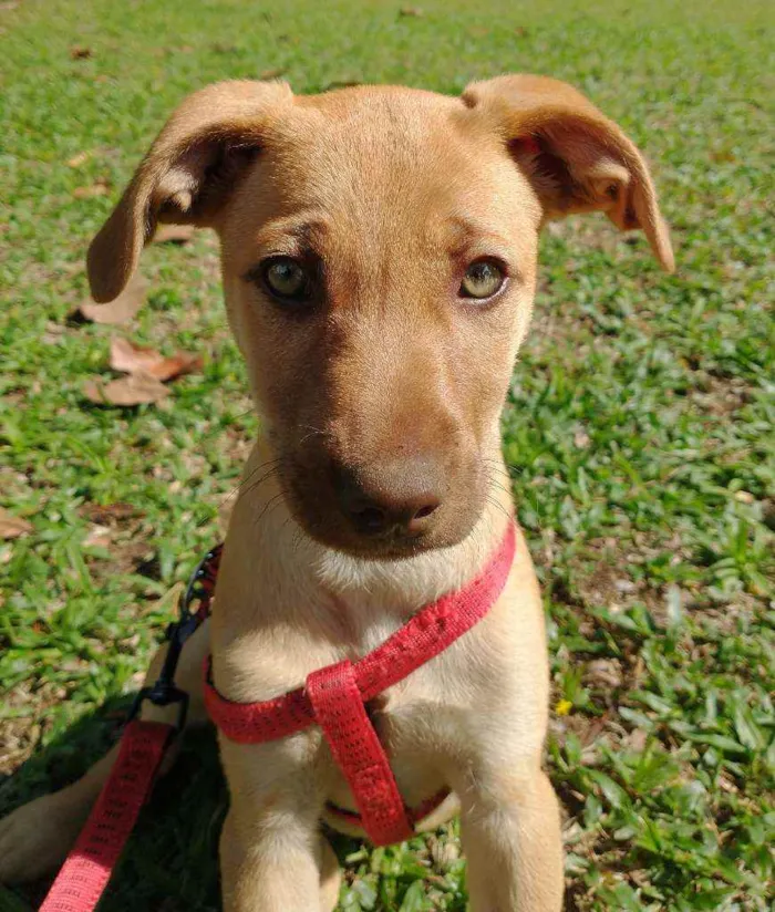 Cachorro ra a Vira-lata idade 2 a 6 meses nome Aurora