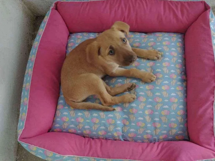 Cachorro ra a Vira-lata idade 2 a 6 meses nome Aurora
