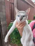 Gato raça Srd idade 1 ano nome Sem nome