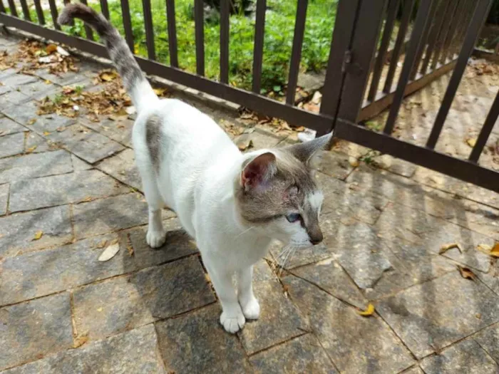 Gato raça Srd idade 1 ano nome Sem nome