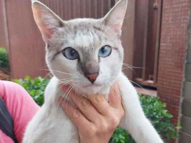 Gato raça Srd idade 1 ano nome Sem nome