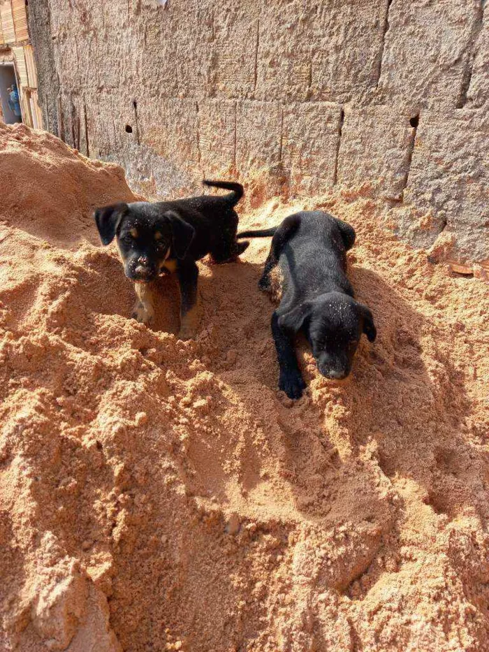 Cachorro ra a SRD idade Abaixo de 2 meses nome Sem nome