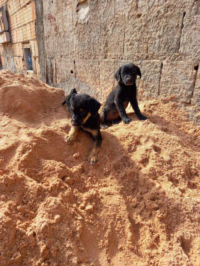 Cachorro ra a SRD idade Abaixo de 2 meses nome Sem nome