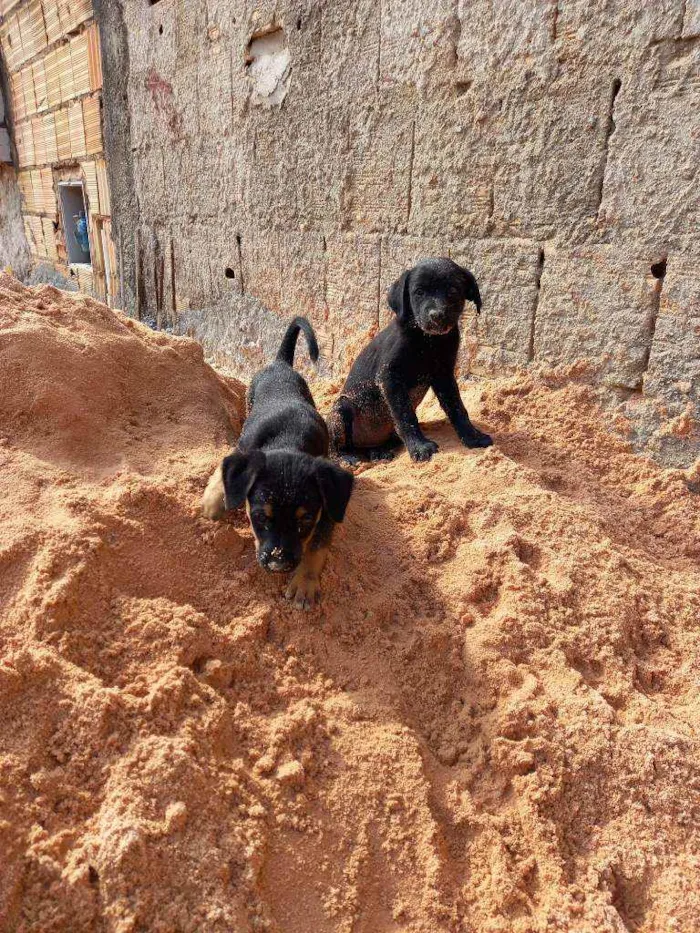 Cachorro ra a SRD idade Abaixo de 2 meses nome Sem nome