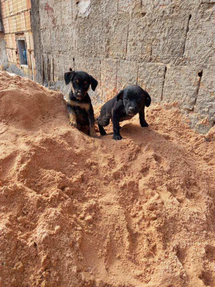 Cachorro ra a SRD idade Abaixo de 2 meses nome Sem nome