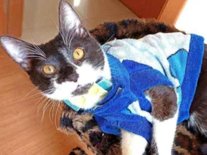 Gato raça Srd idade 7 a 11 meses nome Julio 