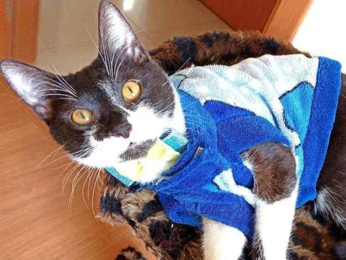 Gato ra a Srd idade 7 a 11 meses nome Julio 