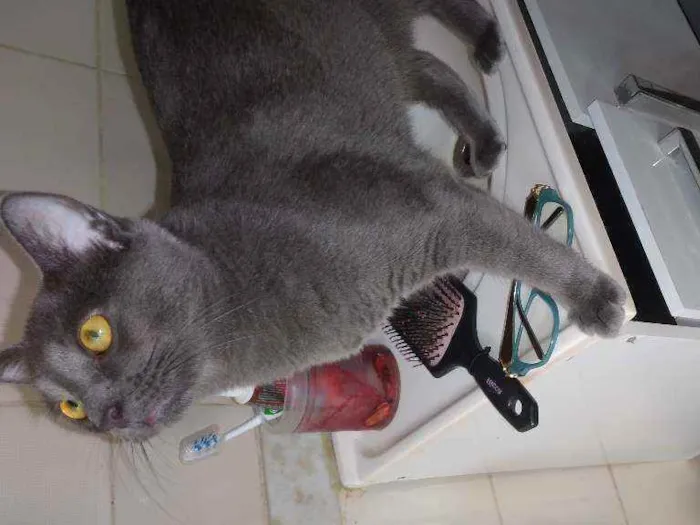 Gato ra a Chartreux idade 1 ano nome Grey