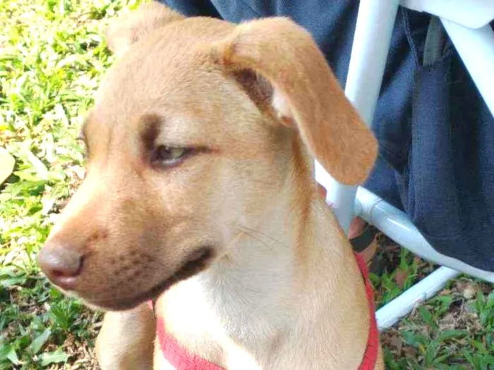 Cachorro ra a Vira-lata idade 2 a 6 meses nome Aurora