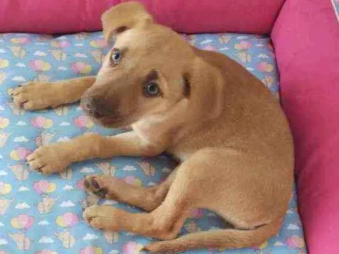 Cachorro ra a Vira-lata idade 2 a 6 meses nome Aurora