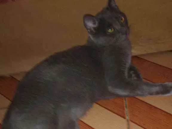 Gato ra a Chartreux idade 1 ano nome Grey