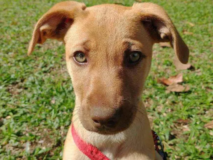 Cachorro ra a Vira-lata idade 2 a 6 meses nome Aurora