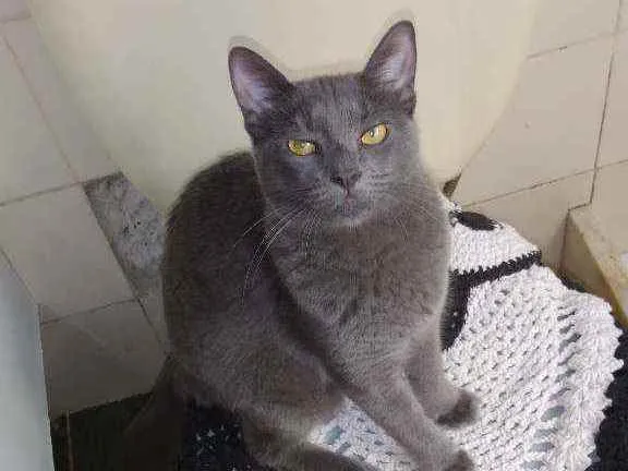 Gato ra a Chartreux idade 1 ano nome Grey
