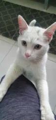 Gato raça Srd idade 7 a 11 meses nome Sem nome