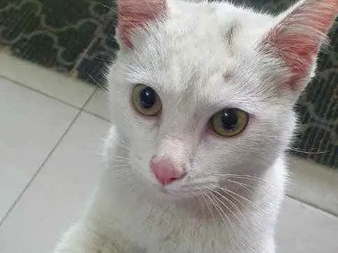 Gato raça Srd idade 7 a 11 meses nome Sem nome