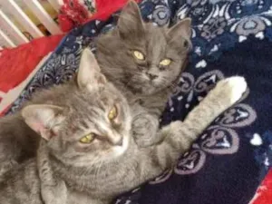 Gato raça Srd idade 2 a 6 meses nome Duplinha