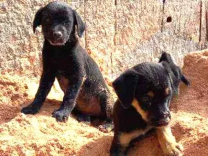 Cachorro raça SRD idade Abaixo de 2 meses nome Sem nome