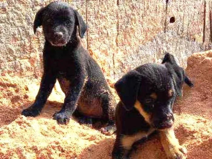 Cachorro ra a SRD idade Abaixo de 2 meses nome Sem nome