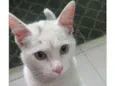 Gato raça Srd idade 7 a 11 meses nome Sem nome