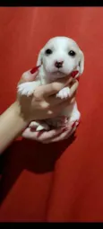 Cachorro raça Srd idade Abaixo de 2 meses nome Princesa