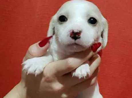 Cachorro raça Srd idade Abaixo de 2 meses nome Princesa