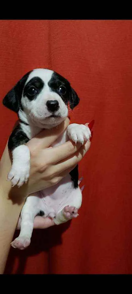 Cachorro raça Srd idade Abaixo de 2 meses nome Mimosa