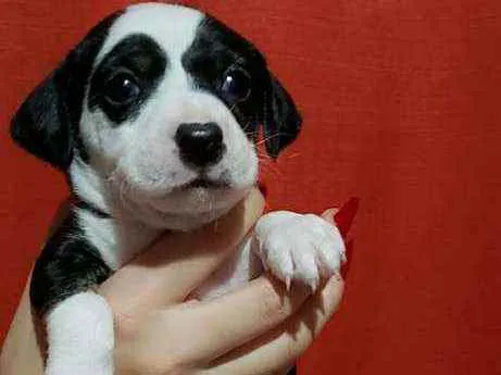 Cachorro raça Srd idade Abaixo de 2 meses nome Mimosa